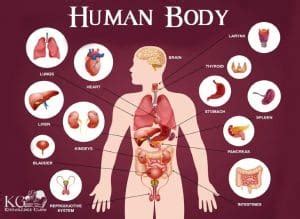 what is the gooch on the human body|What Is A Gooch On The Human Body